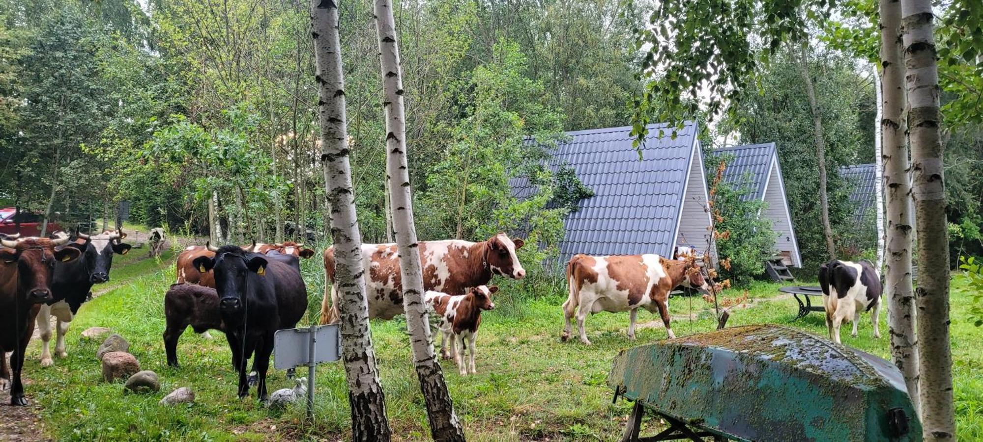 Vigio Brasta Camping Електренай Екстер'єр фото